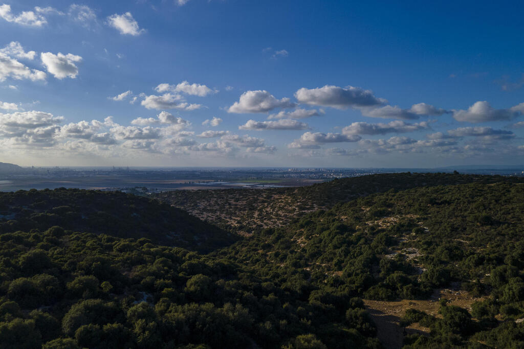Forest area where Bedouins has grazed goats for generations, Rumeihat, Israel, Aug. 23, 2022 