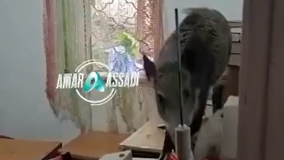 חזיר הבר בבית בחיפה