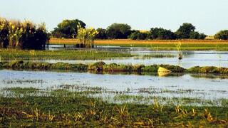 ביצות בנגוולו (Bangweulu) בזמביה