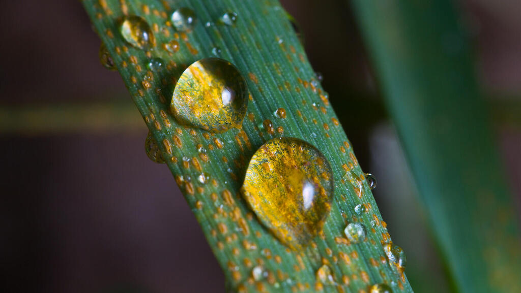 Wheat leaf showing symptoms of stripe rust 