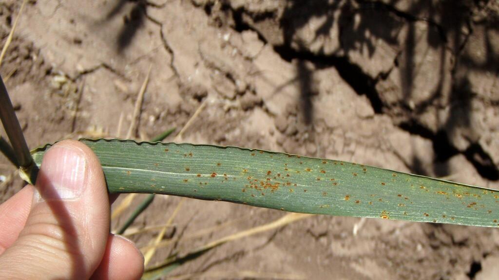 Wheat leaf rust symptoms. The fungus, Puccinia triticina, forms small reddish-orange pustules (uredinia), which rupture the upper surface of the leaf blade as the spores mature 