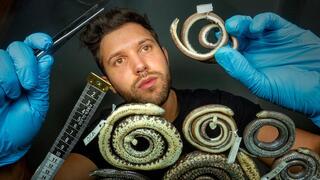 אלחנדרו ארטאגה בוחן את הנחשים החדשים שהתגלו במחקרו