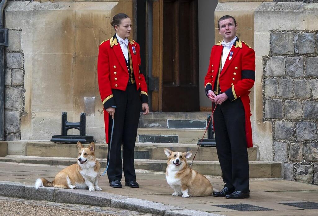 הכלבים של המלכה אליזבת