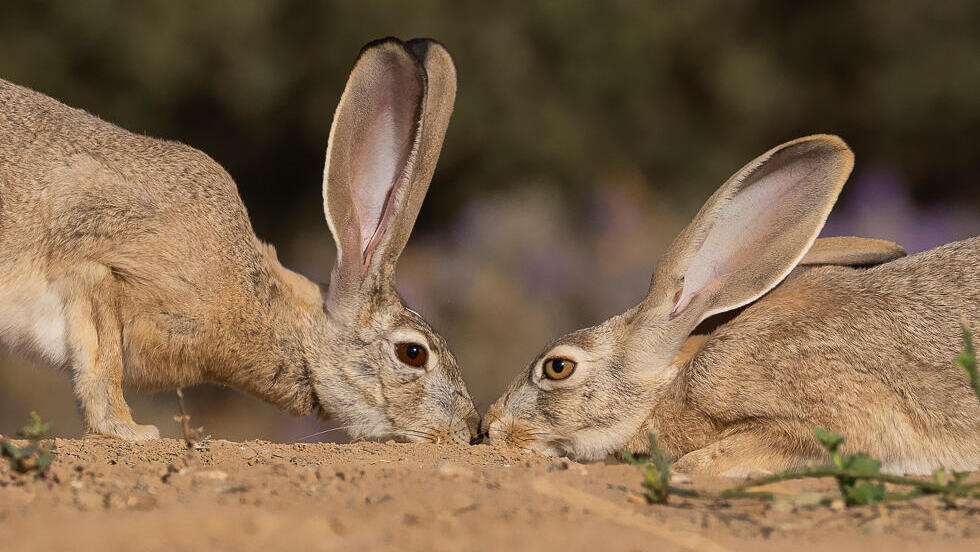 זוג ארנבות