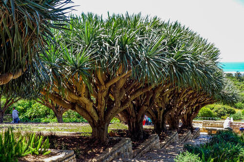 Парк Ротшильда, место упокоения супругов Ротшильд около Зихрона-Яакова в Израиле