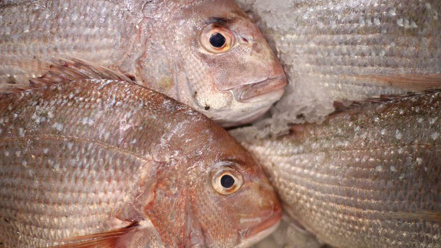 Snapper is one option used in Pesce al’Ebraica 