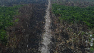 שטחים עצומים של יערות נכרתו או נשרפו. האמזונס החודש