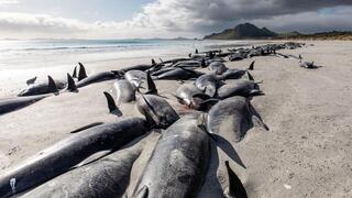 הלווייתנים המתים באחד האיים