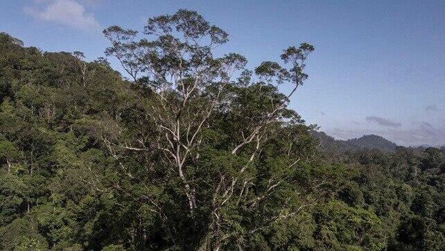 העץ הגבוה באמזונס