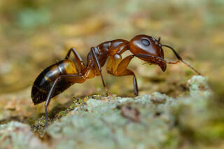 הנמלה לנפיטמה הומיל (Linepithema humile)