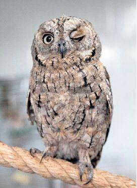 Animals treated in the clinic 