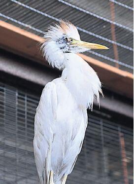 Animals treated in the clinic 
