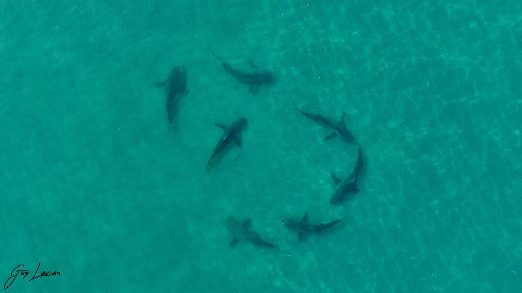 כרישים בצילום מהאוויר