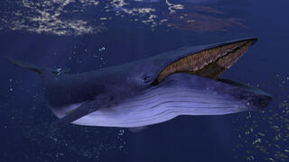 לווייתן כחול ניזון מקריל