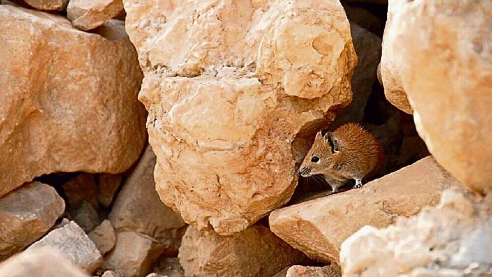 קוצן זהוב שהשתתף במחקר