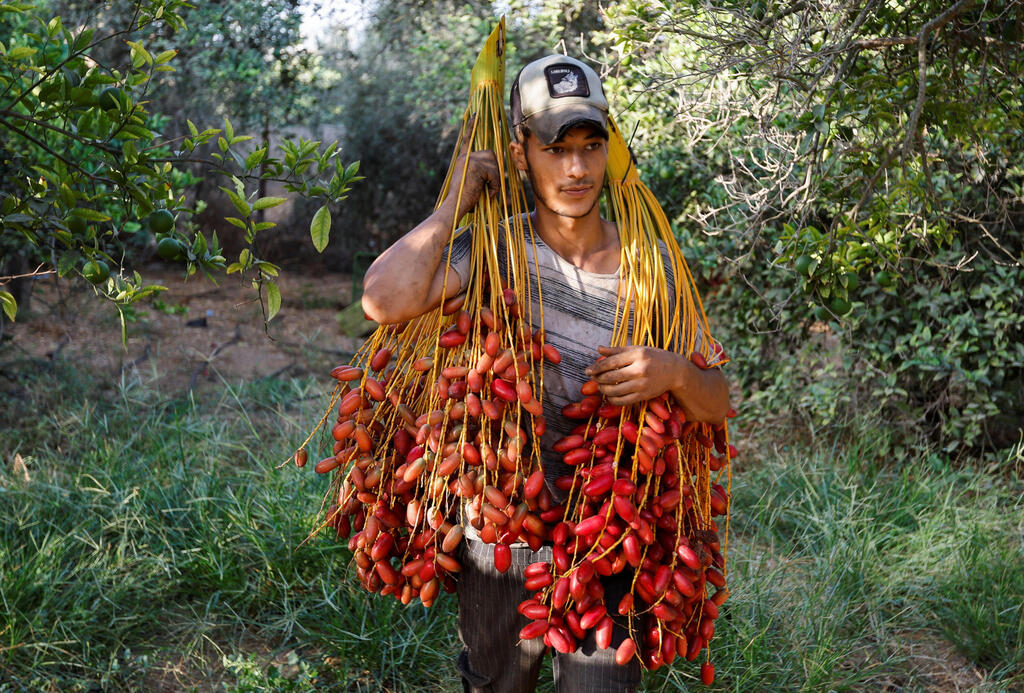 Palestinian date farmer