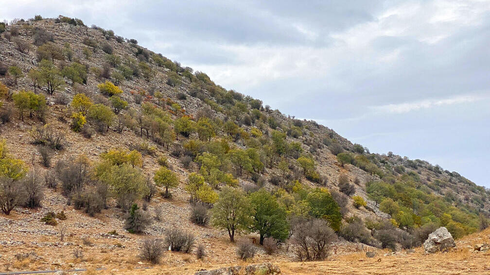 יער הספר ההררי במורדות הר שזיף