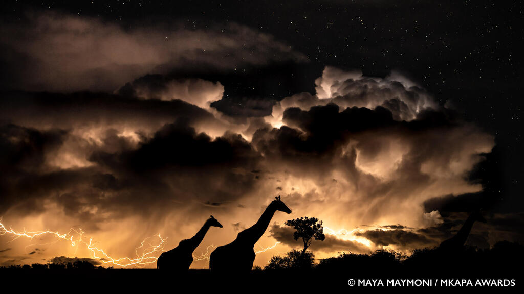 Giraffes In Storm