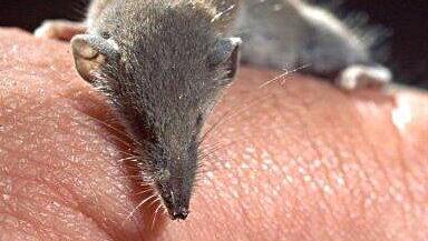 Карликовая землеройка на пальце (Фото: Википедия) Карликовая землеройка
