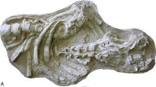 עצמות הגולגולת והשלד של הלווייתן, שנמצאו במרוקו