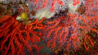 מושבת אלמוגים אדומים במצב שימור מושלם