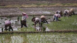 עבודה בשדה אורז בסין