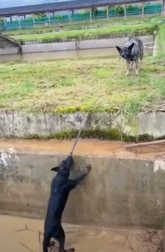 One dog pulling another from a ditch (Photo: Screenshot) One dog pulling another from a ditch