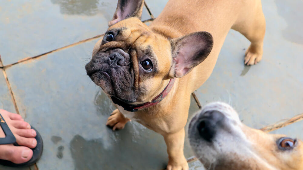 Домашние животные 