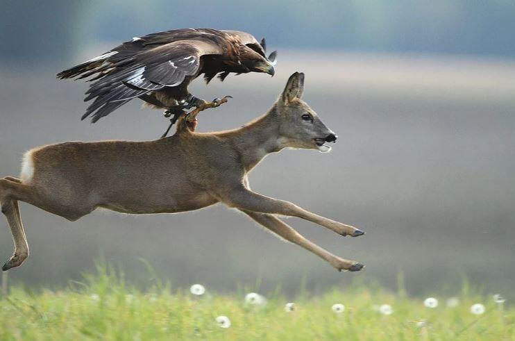 A powerful predator - Golden Eagle taking down a full-grown deer
