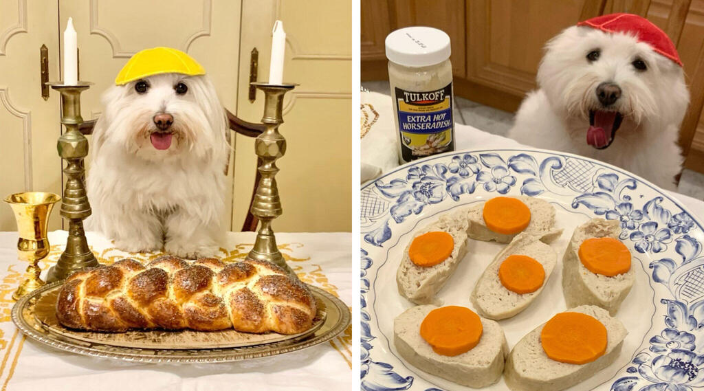 Shayna Maydele (Photo: via Instagram) Jewish dog