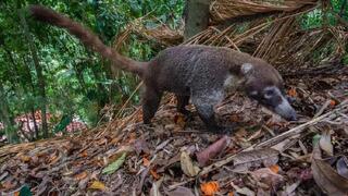 חוטמן מחפש פירות דקלים ביער משני בפנמה