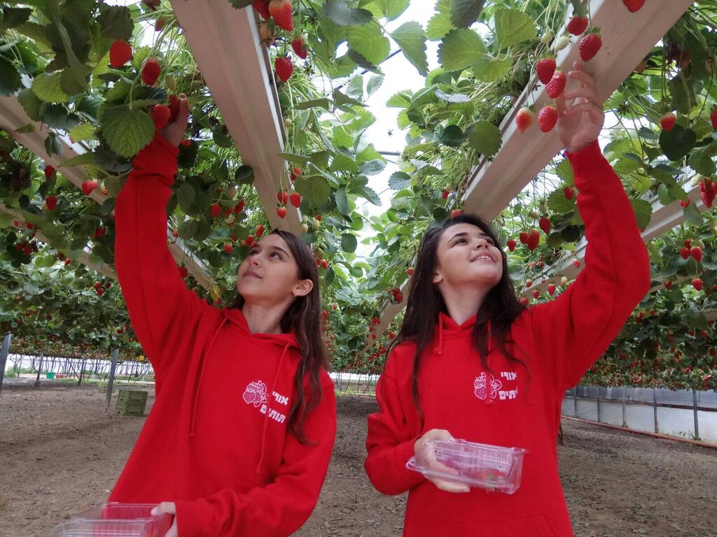 "Ури-тутим" (Фото: Майя Тенер) אורי תותים