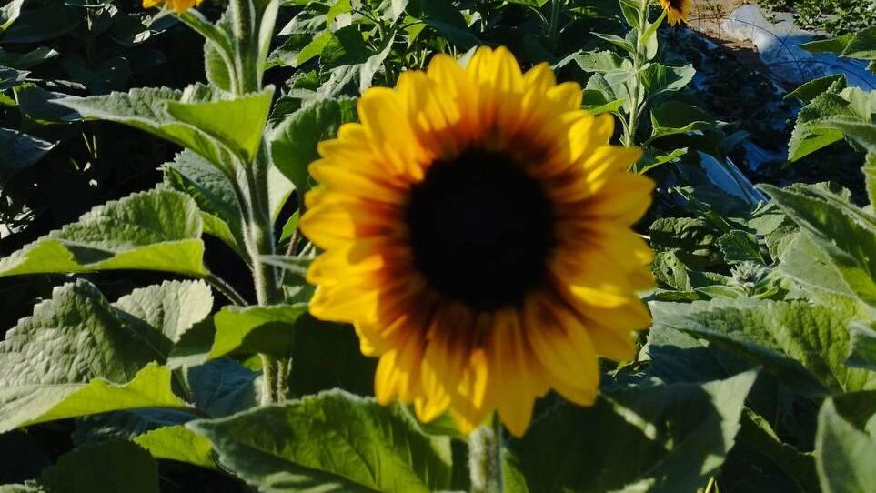 Ферма "Садот" (Фото: Шломо Бахагли) חמניות בחוות שדות