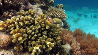 אלמוגים באיי הסלע בפלאו