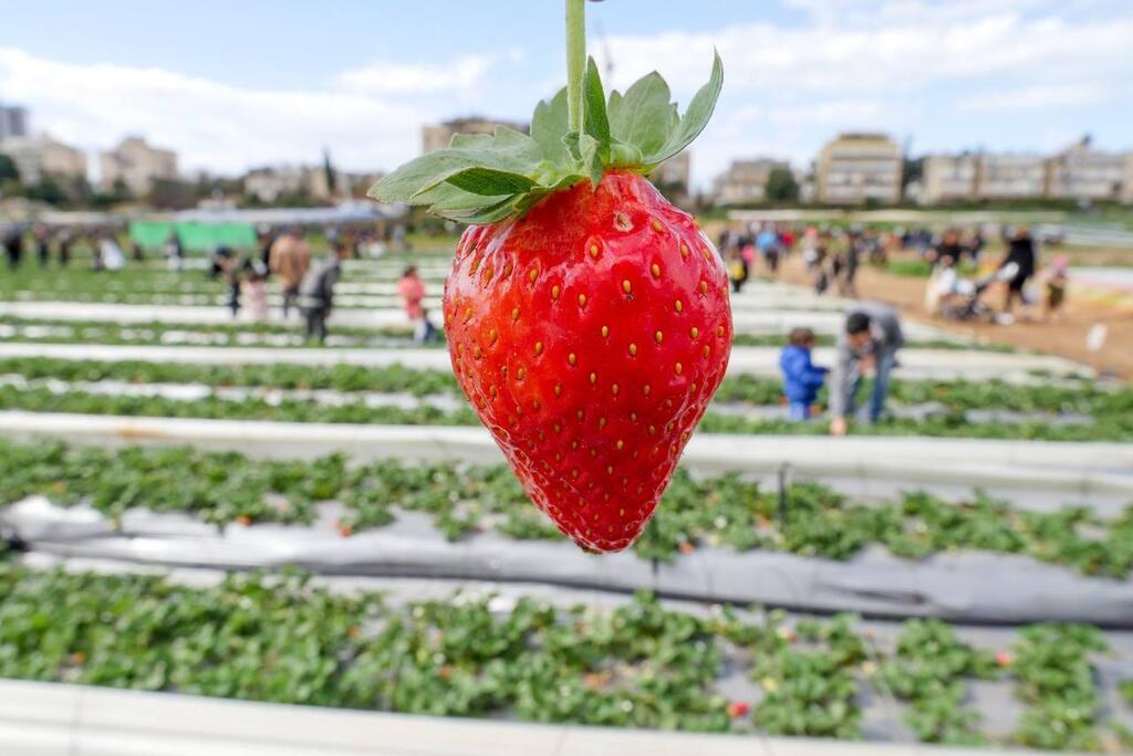 "Тутленд" (Фото: "Тутленд") תות טרי בתותאלנד
