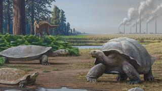 איור של צבים בתקופת הדינוזאורים