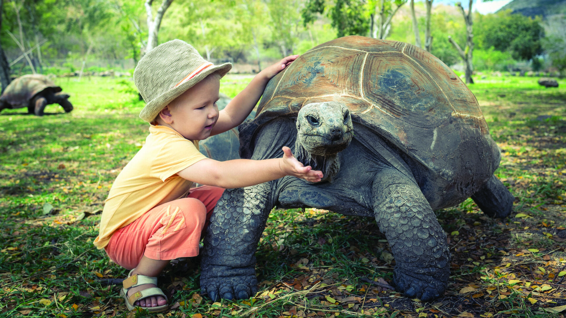 הנאה לכל גיל. חוויה עם צבי ענק