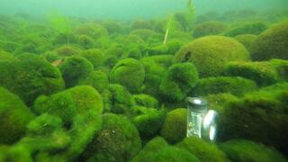 מרימו, מין אצות ירוקות, במימי אגם אקאן באי הוקאידו שביפן