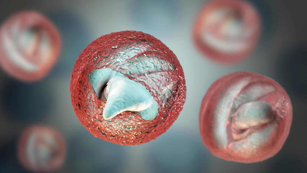Release of sporozoites from Cryptosporidium parvu