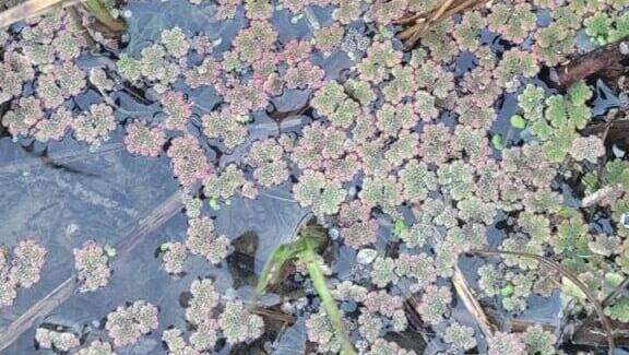 Так выглядит это растение (Фото: Джордж Норкин, Управление парков и заповедников) נחל אל על נצבע אדום