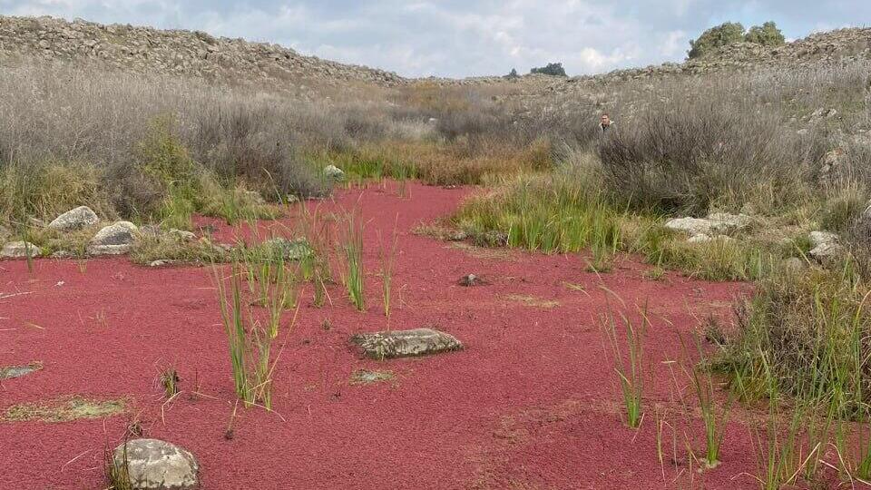"Красный пруд" у речки Эль-Аль (Фото: Лимор Катан Фридман, Управление парков и заповедников) נחל אל על נצבע אדום