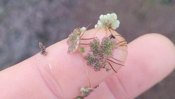 Фото: Джордж Норкин, Управление парков и заповедников נחל אל על נצבע אדום