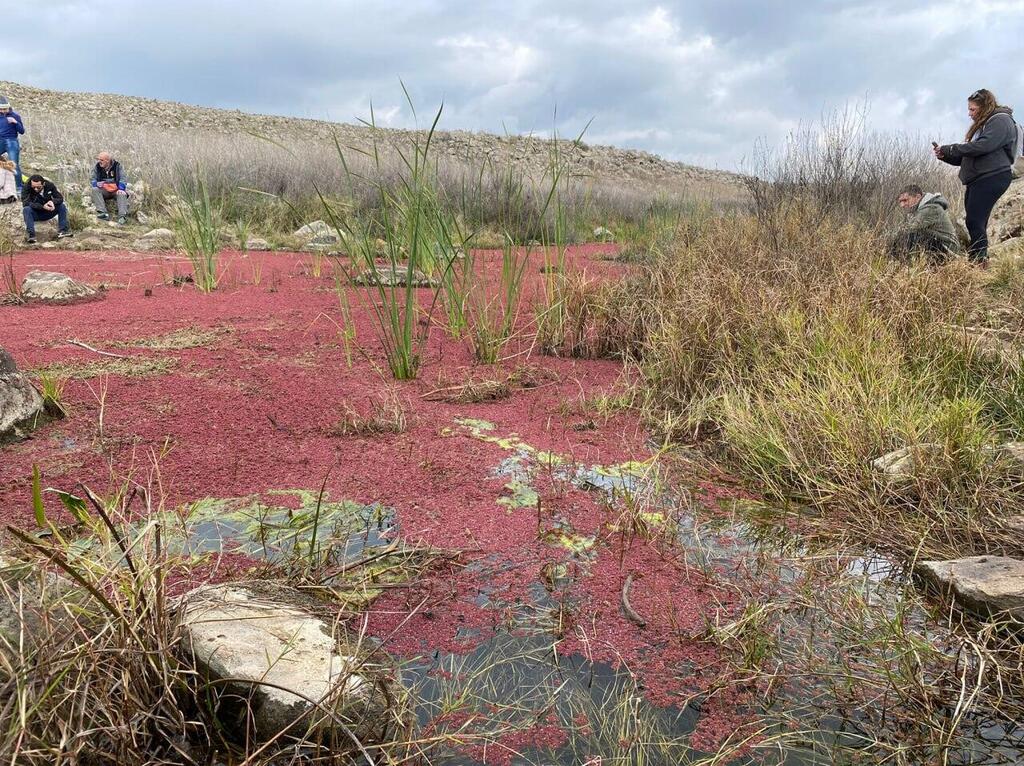 "Красный пруд" стал местом массового притока блогеров и туристов (Фото: Лимор Катан Фридман, Управление парков и заповедников) נחל אל על נצבע אדום