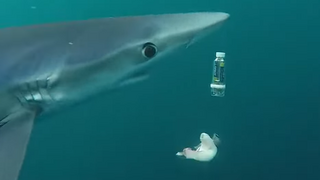 כריש והמכשיר החדש, במהלך הניסוי