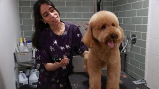 פינוק בספא של Dogotel, בית הספר לכלבים