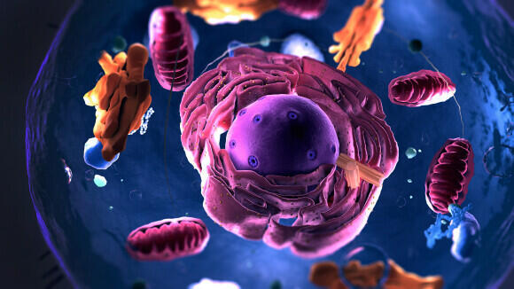 מיטוכונדריה ואברונים נוספים בתוך תא