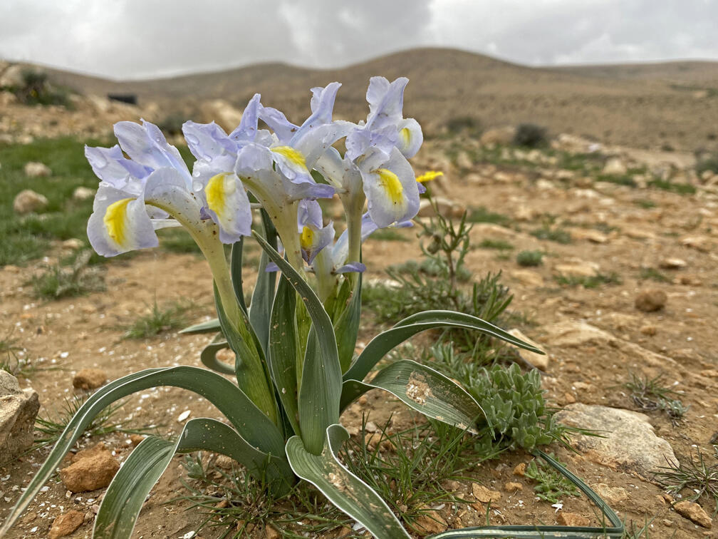 Ирис царя Озии (Фото: Гилад Кармели) אירוס טוביה בבורות לוץ