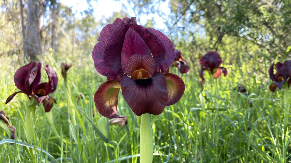 Черно-лиловый ирис в лесу Иланот (Фото: Гилад Кармели) אירוס הארגמן ביער אילנות