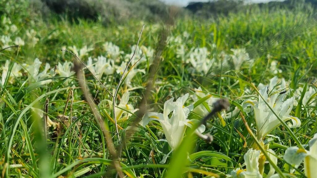 Ирис палестинский (Фото: Шахаф Ретер, Управление заповедников) מרבדי אירוס ארצישראלי בגבעת הפרחים במעגן מיכאל