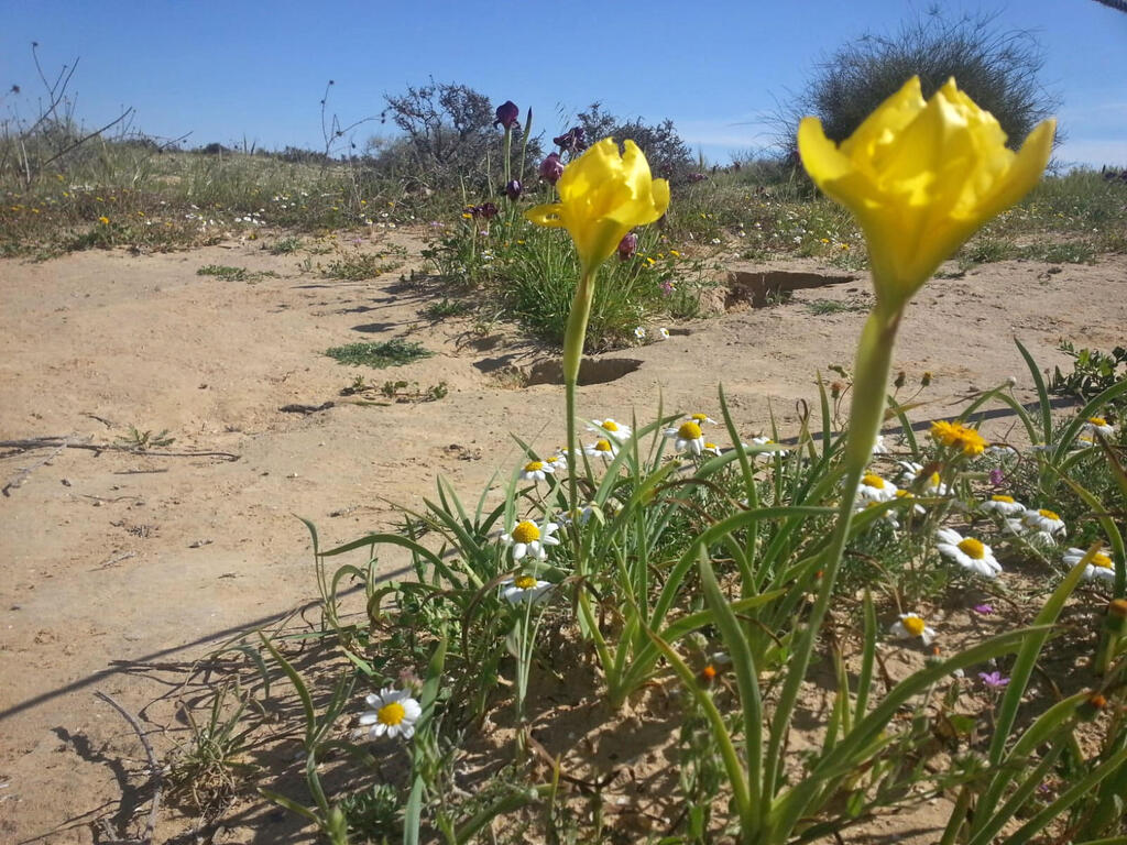 Ирис Петры желтого цвета (Фото: Амрам Цабари, Управление заповедников) אירוס ירוחם במופע צהוב
